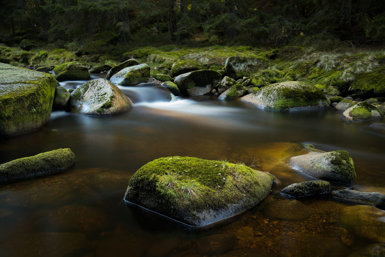Vydra, Šumava National Park, Czech Republic