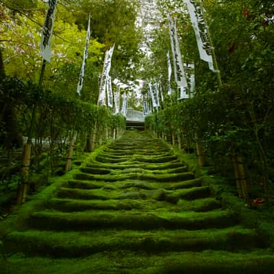 Mossy Stairs at Sugimoto Temple, Japan