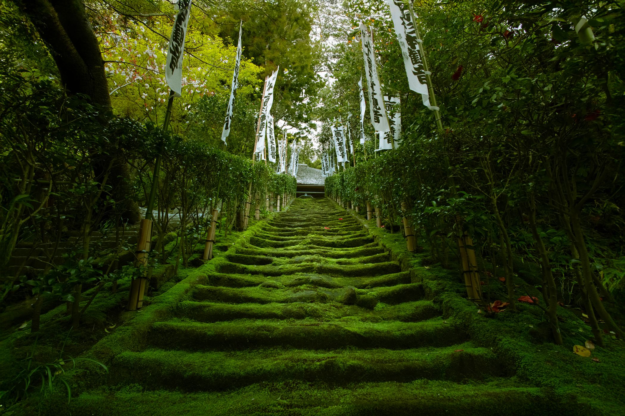 Mossy Stairs at Sugimoto Temple, Japan