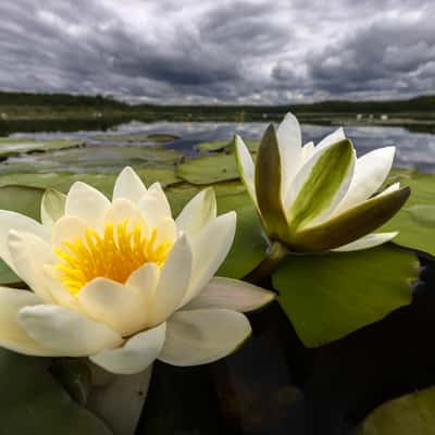 Caarpsee in Müritz National Park, Germany