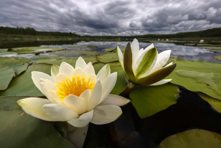 Caarpsee in Müritz National Park