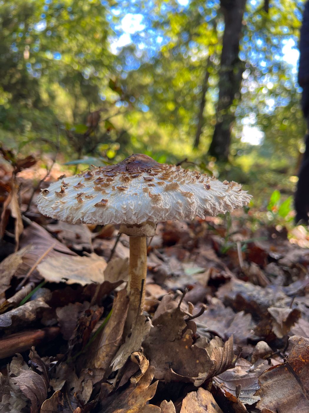 Mushrooms, Tunisia