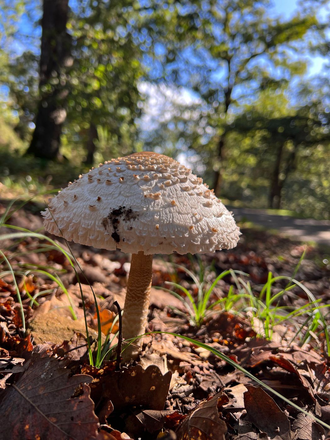 Mushrooms, Tunisia