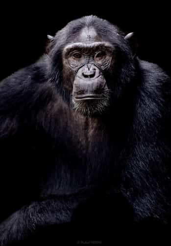 Ngogo Forest / Uganda