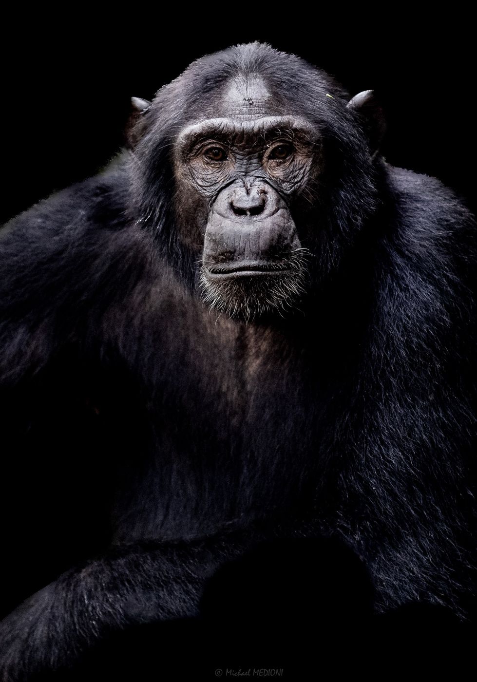 Ngogo Forest / Uganda, Uganda