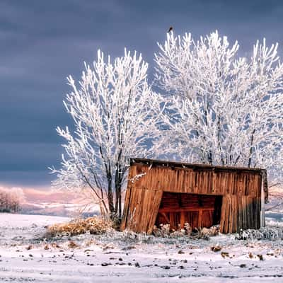 Old hut with trees in the background, Austria