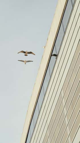 Opera, Oslo