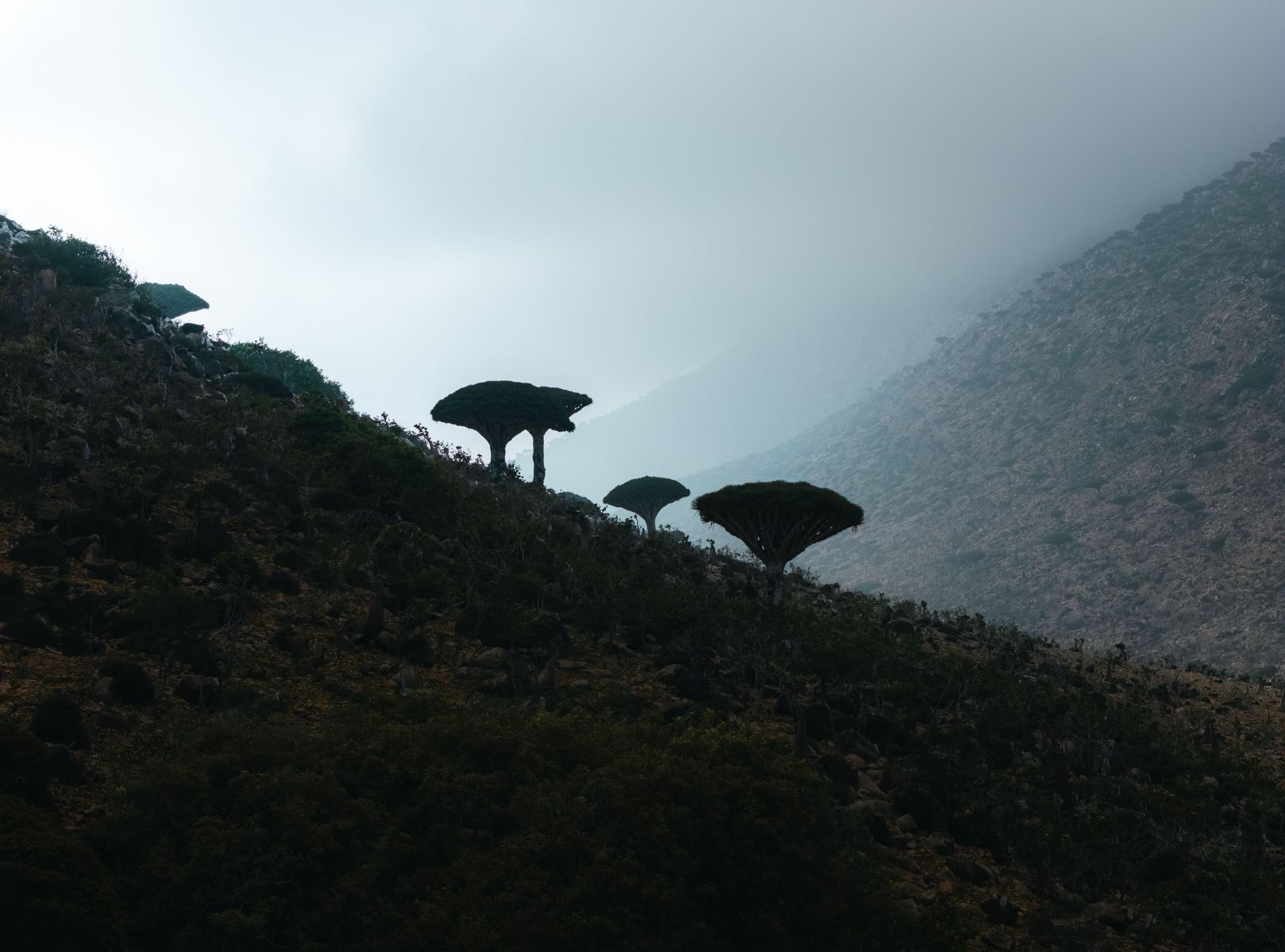Path to Homhill Infinity Pool, Socotra, Yemen