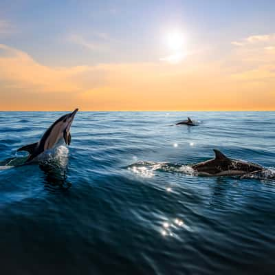 Rio Tejo Dolphin Watching, Portugal