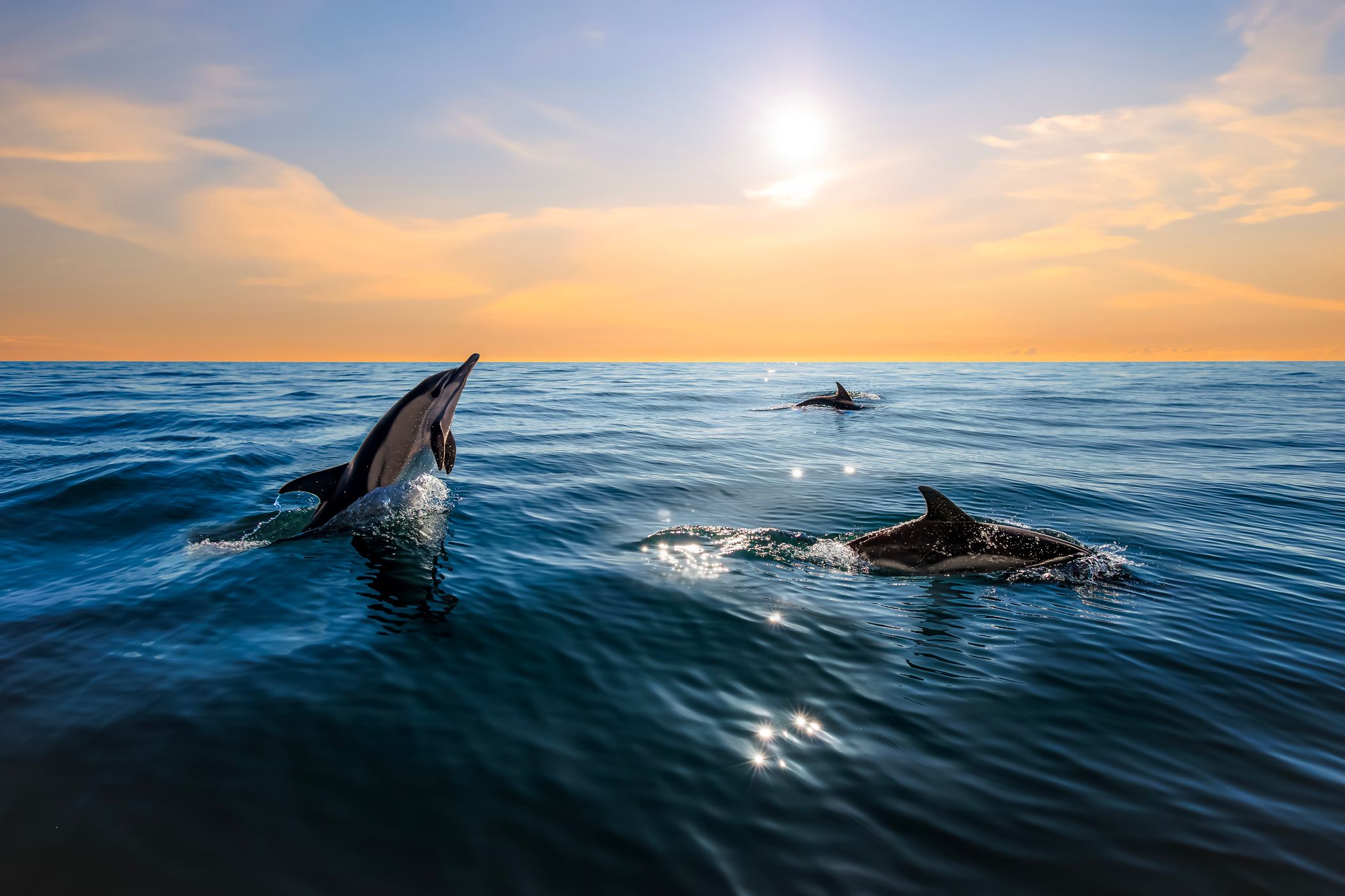 Rio Tejo Dolphin Watching, Portugal