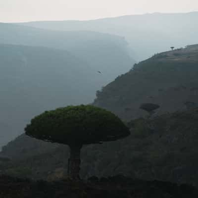 Road to Firhmin Forest, Socotra, Yemen