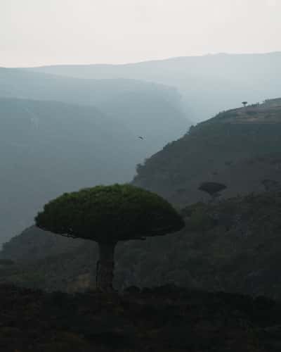 Road to Firhmin Forest, Socotra