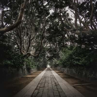 Sakatsura Isozaki Shrine - Sacred Tree Path, Japan