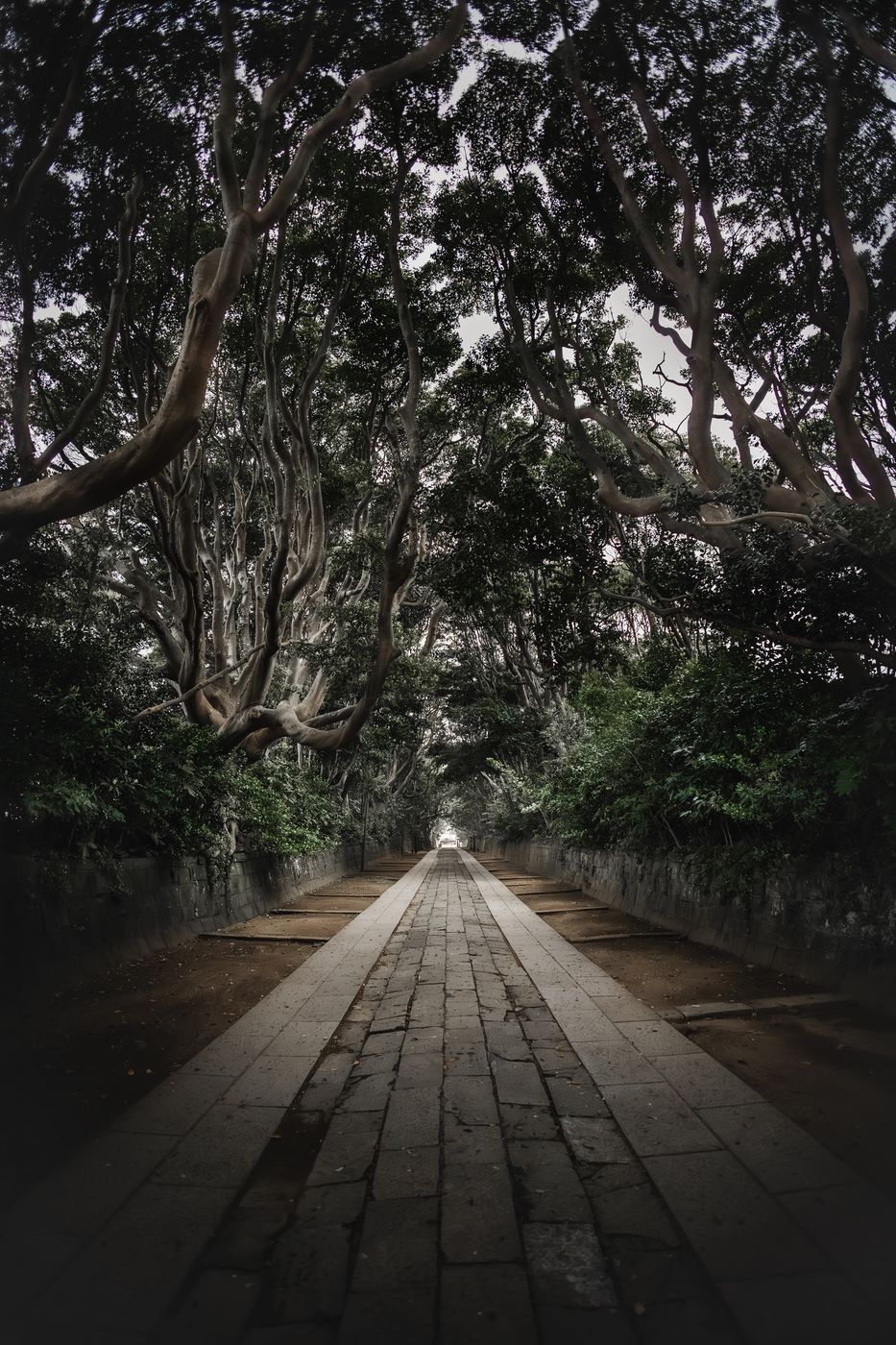 Sakatsura Isozaki Shrine - Sacred Tree Path, Japan