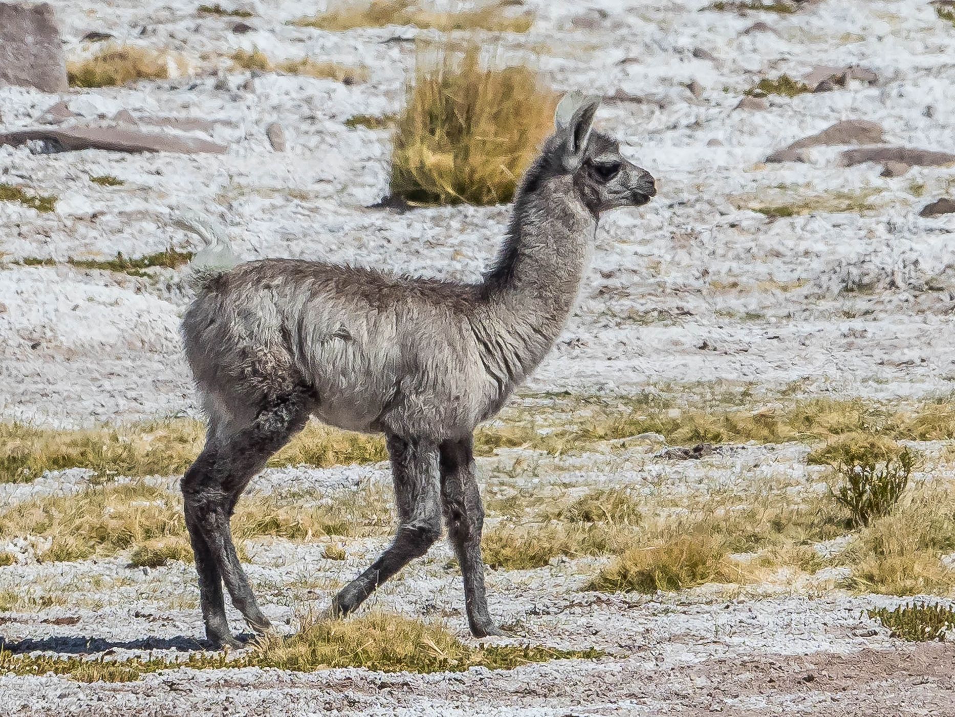 Salar del Huasco, Chile