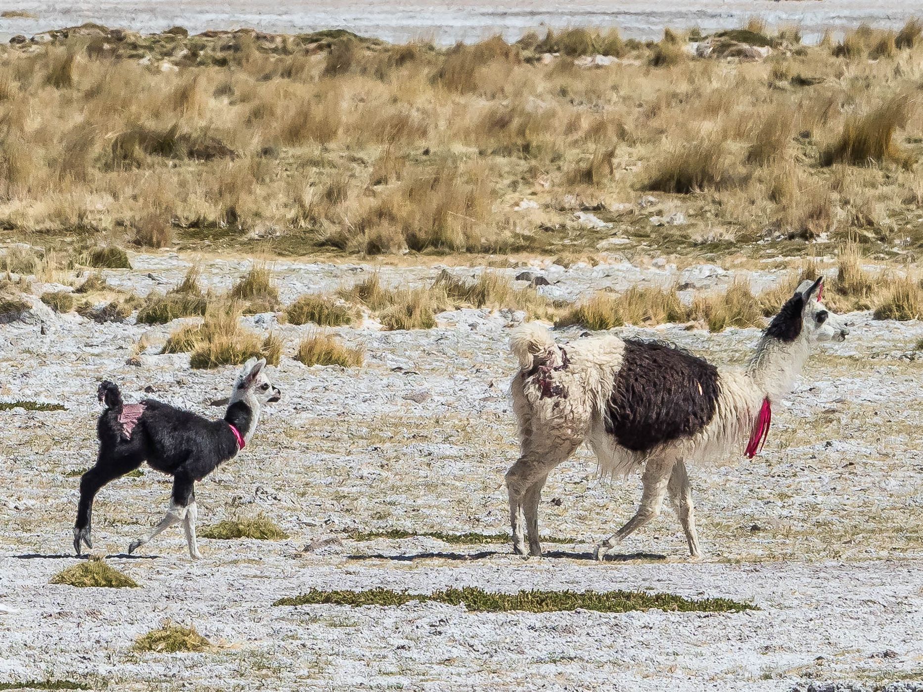 Salar del Huasco, Chile