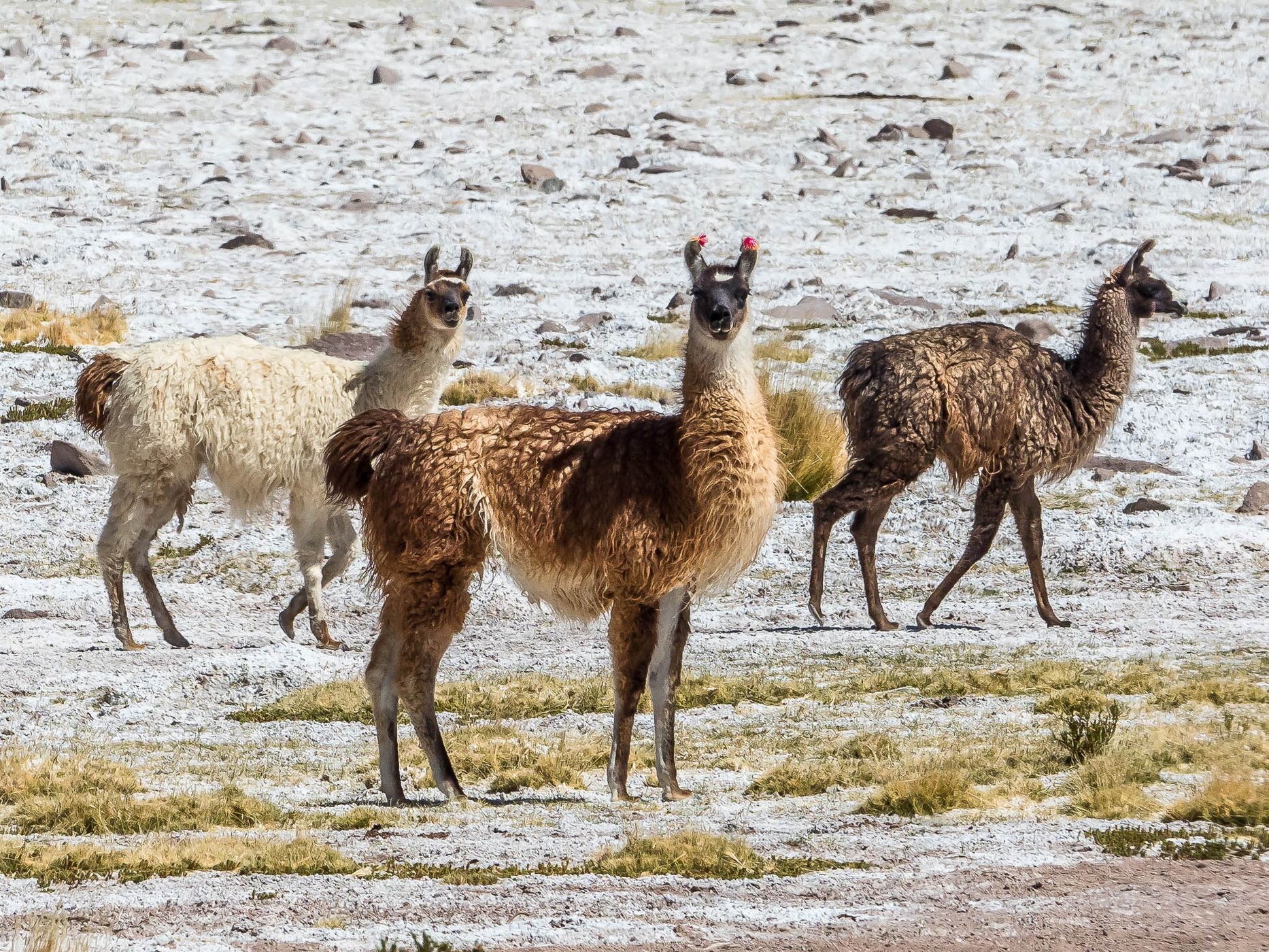 Salar del Huasco, Chile