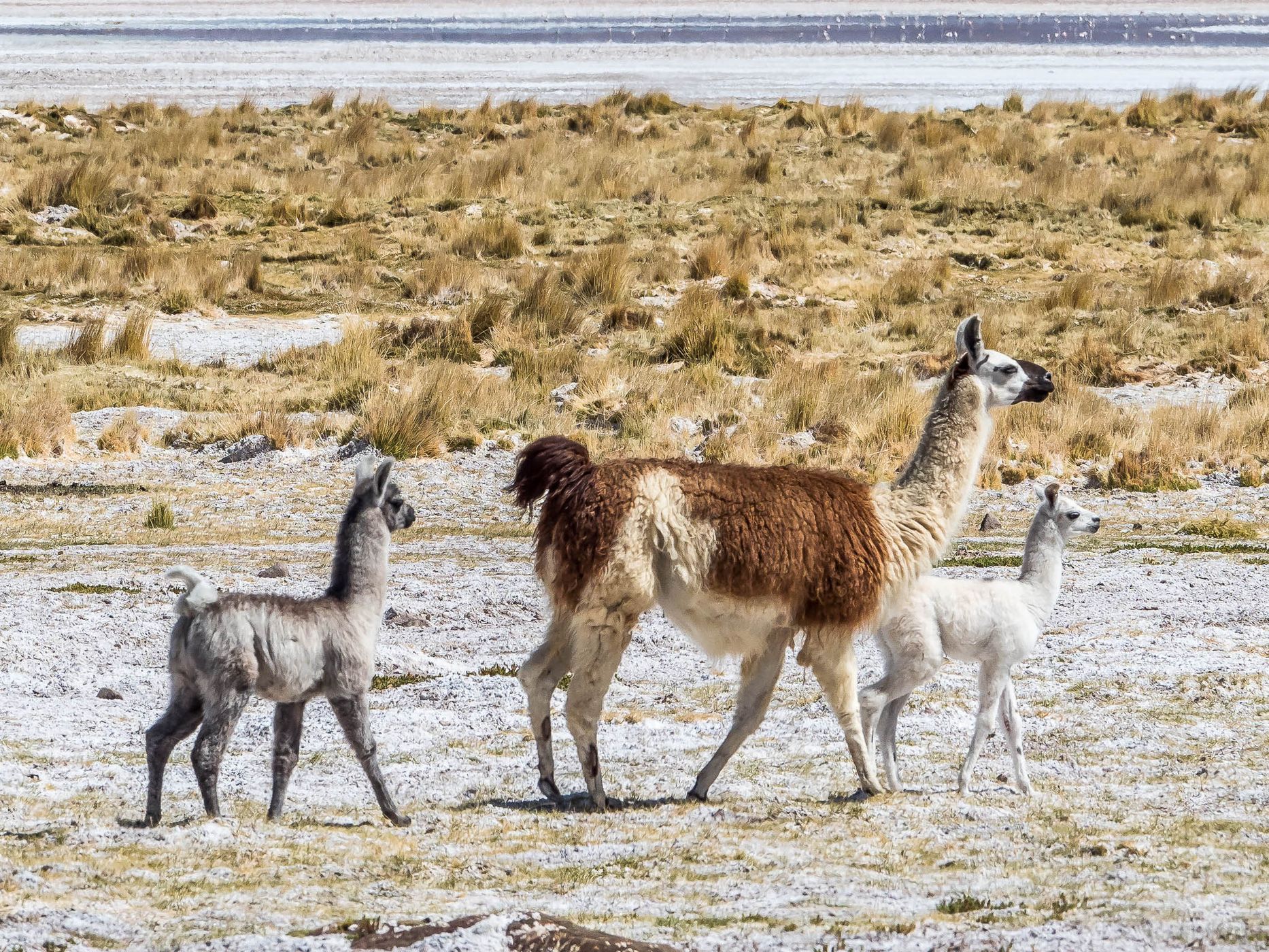 Salar del Huasco, Chile
