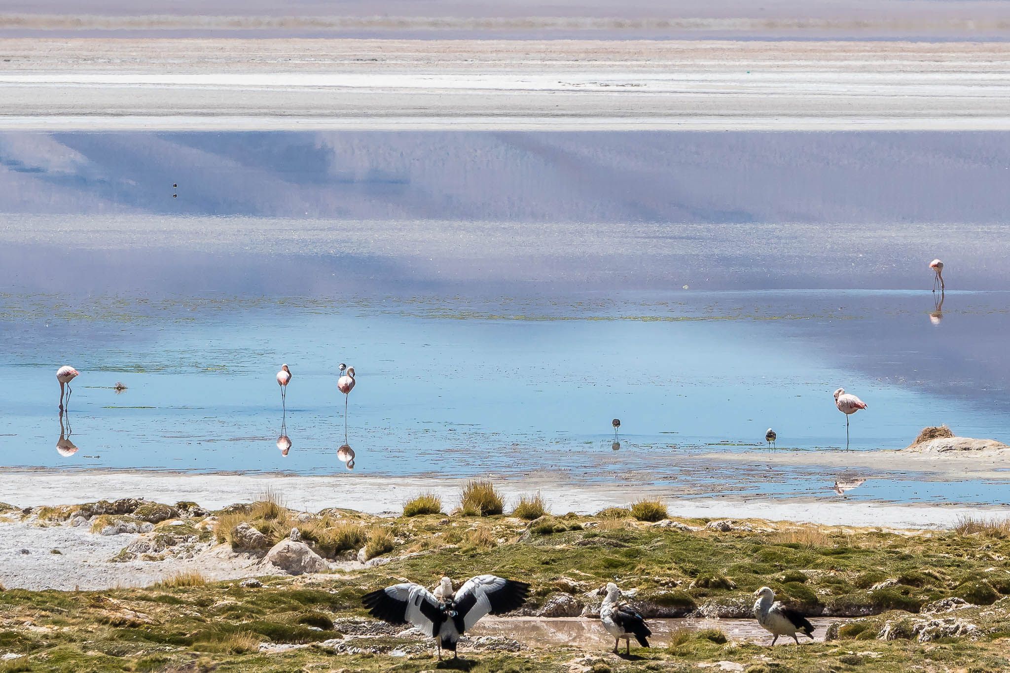 Salar del Huasco, Chile