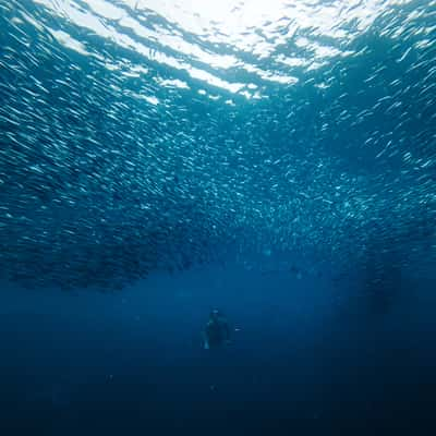 Sardine Run, Moalboal, Philippines