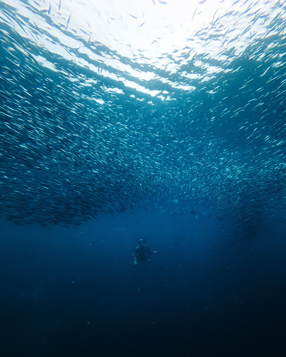 Sardine Run, Moalboal, Philippines
