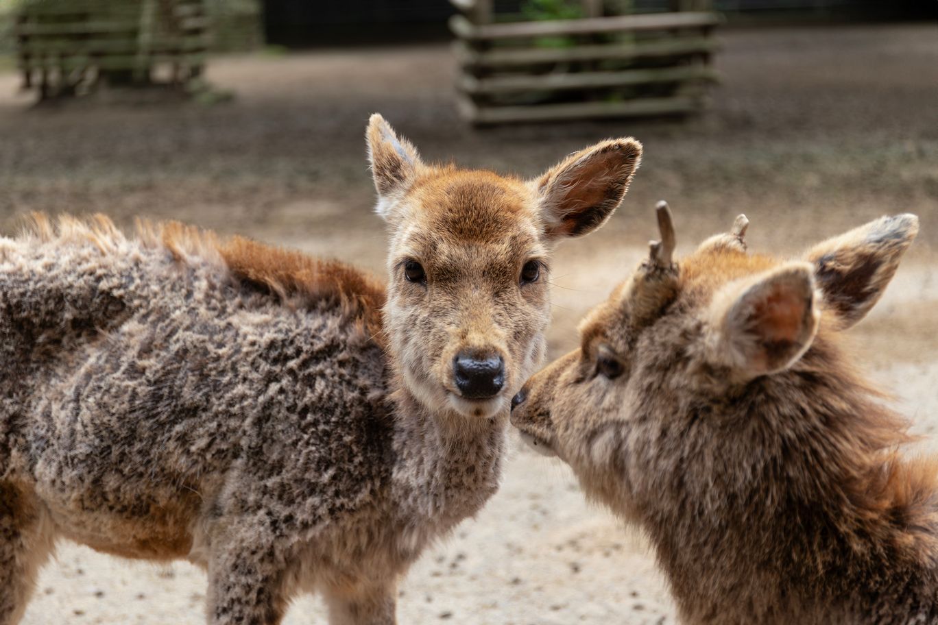 Sika Deer at Kashima-Jingu Shrine, Japan