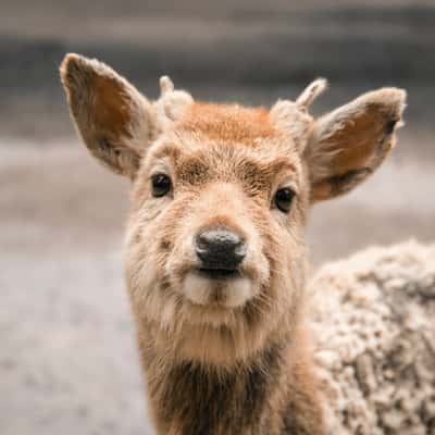 Sika Deer at Kashima-Jingu Shrine, Japan