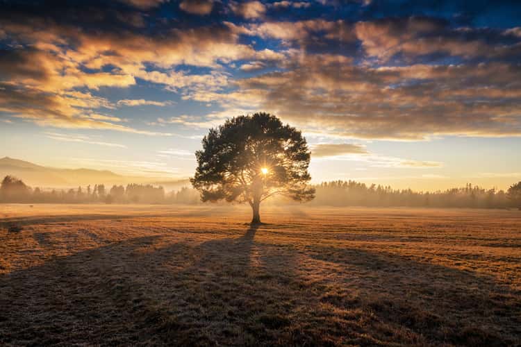 Standalone Pine Tree near Gerlachov Village