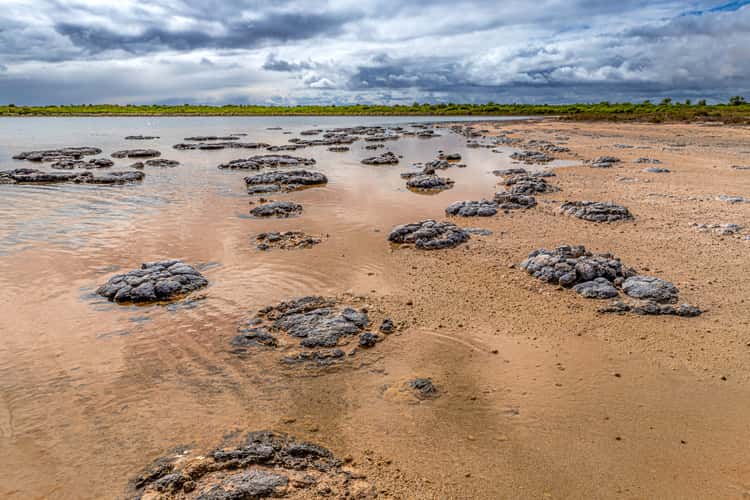 Stromatolites Lake Thetis, Cervantes, Western Australia
