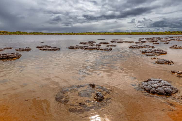 Stromatolites Lake Thetis, Cervantes, Western Australia