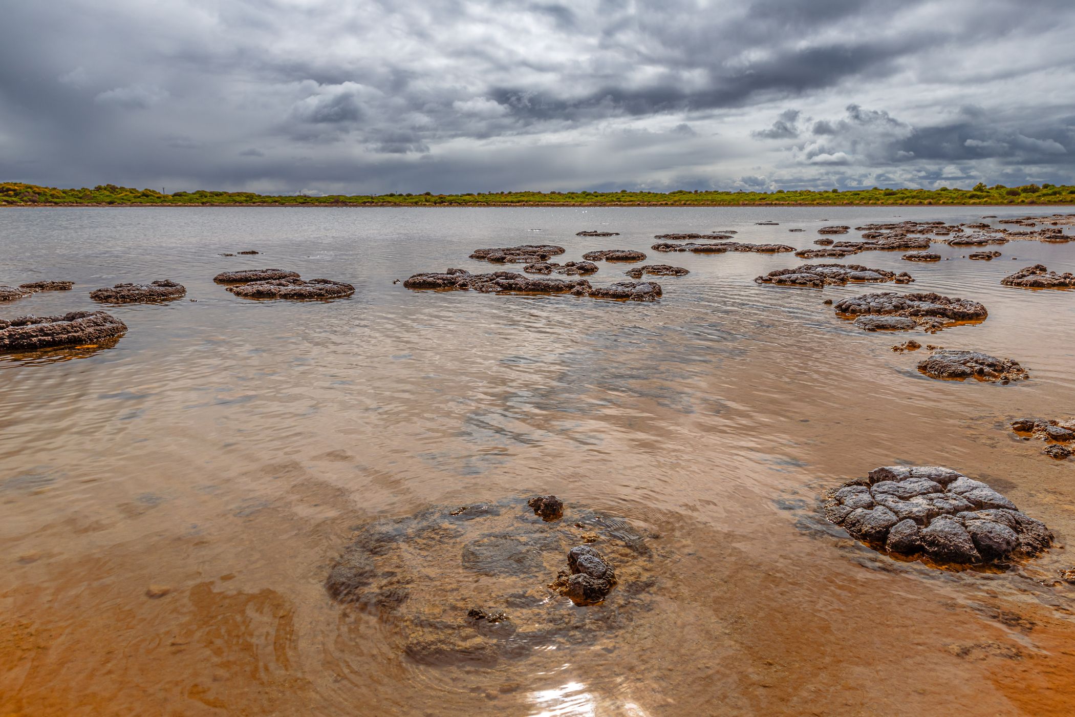 Stromatolites Lake Thetis, Cervantes, Western Australia, Australia