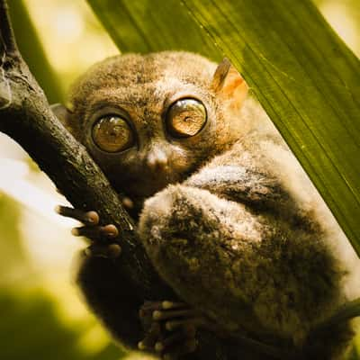 Tarsier Sanctuary, Bohol, Philippines