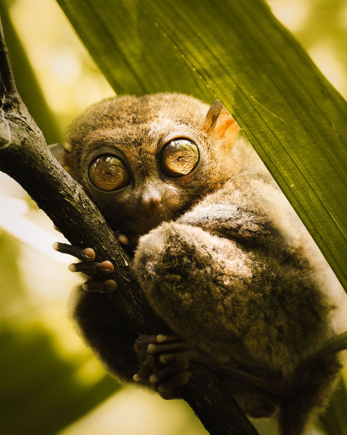 Tarsier Sanctuary, Bohol, Philippines