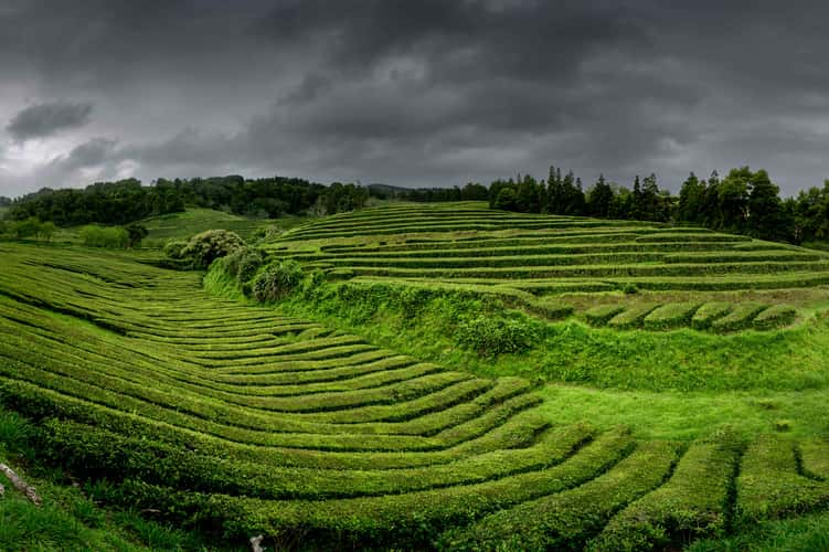 Tea Plantation of Chá Gorreana, Sao Miguel, Azores