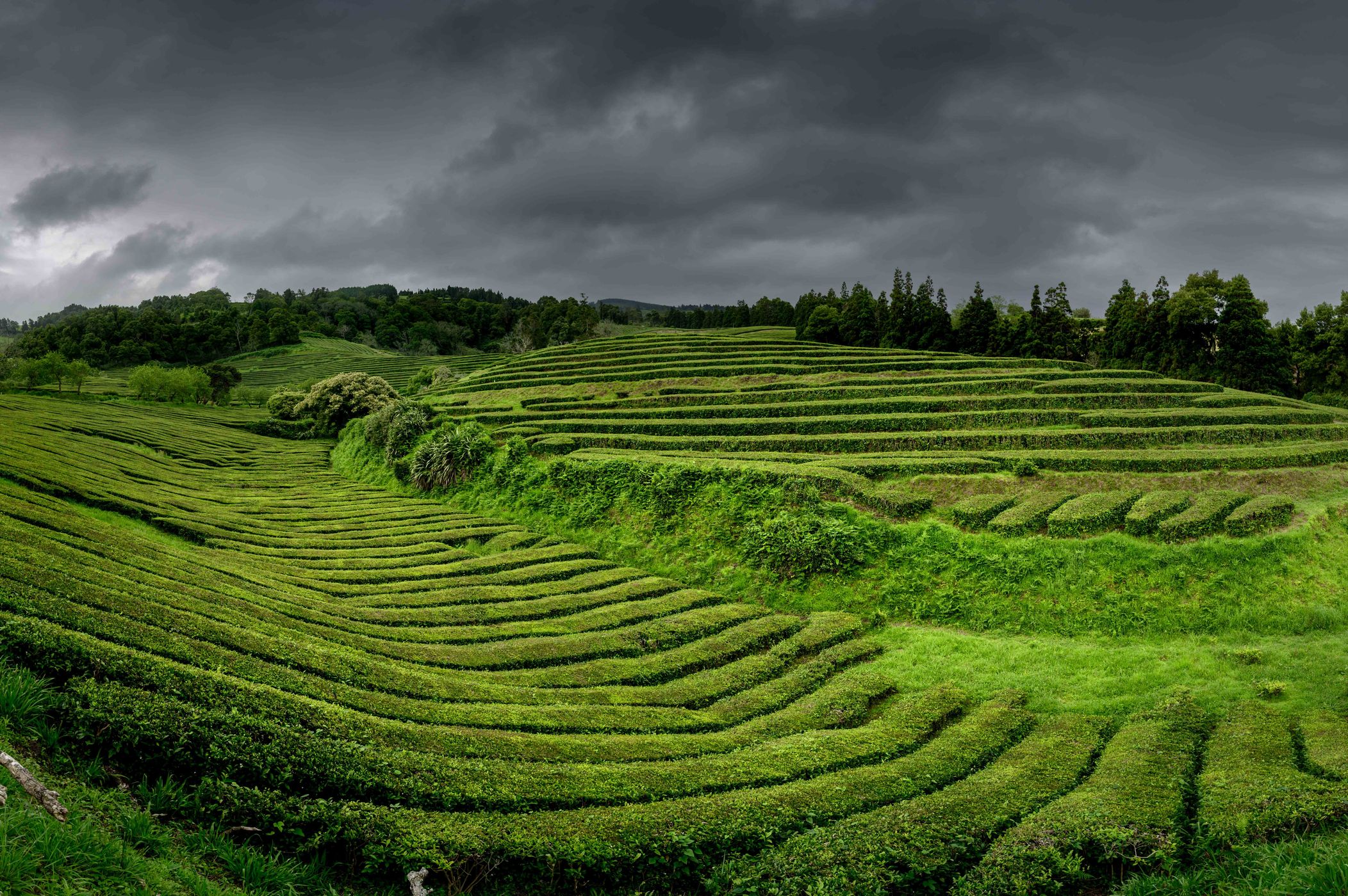 Tea Plantation of Chá Gorreana, Sao Miguel, Azores, Portugal