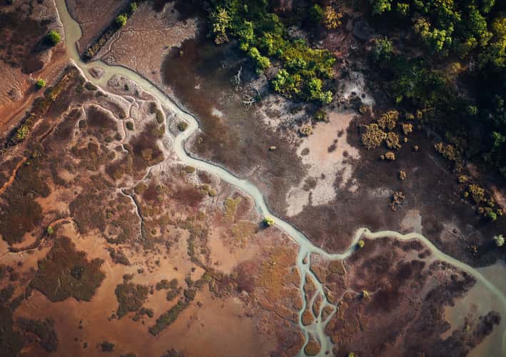 The Gambia River Swamps