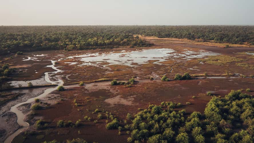 The Gambia River Swamps