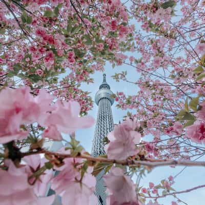 Tokyo Skytree Framed by Cherry Blossoms, Japan