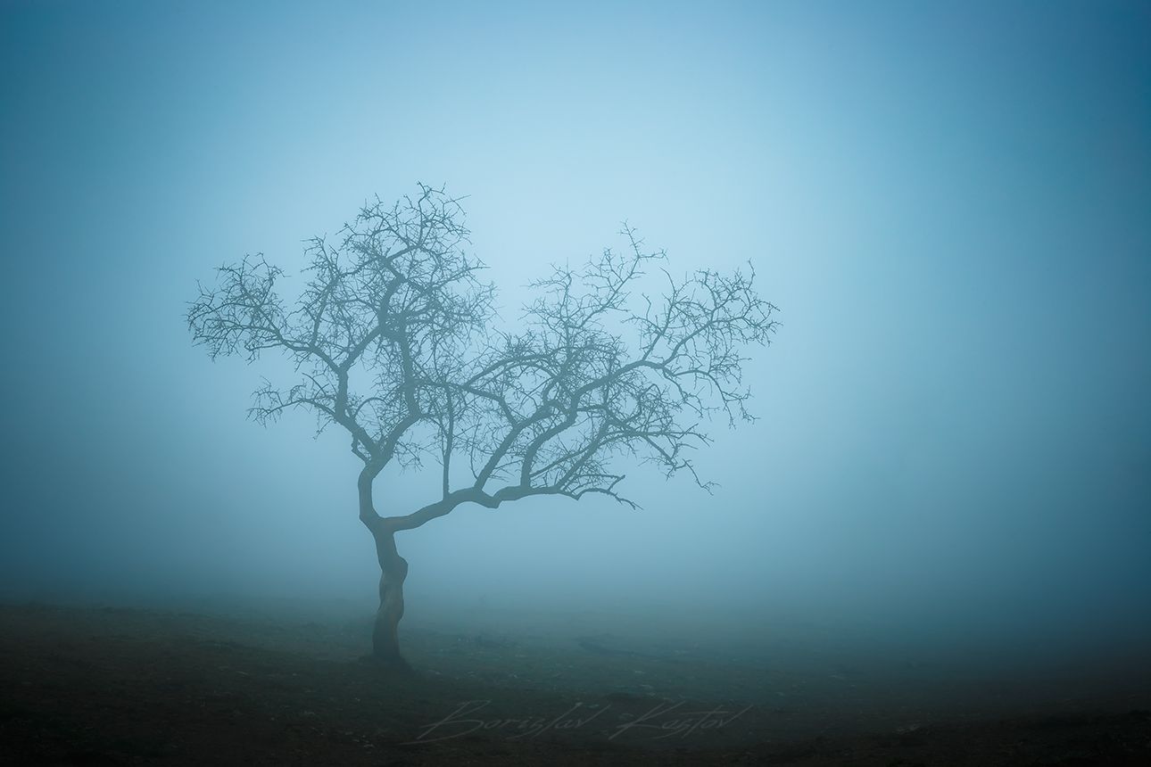 Trees, Bulgaria