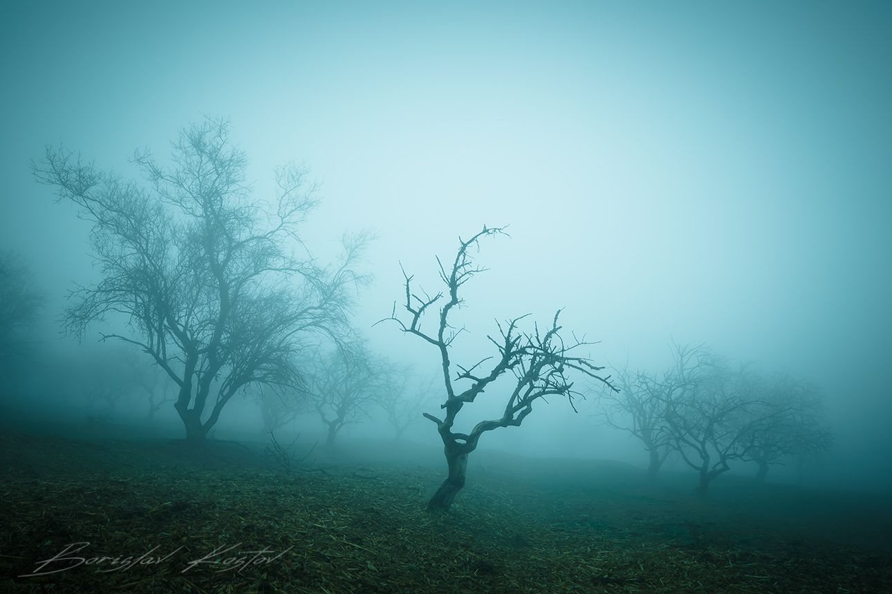 Trees, Bulgaria