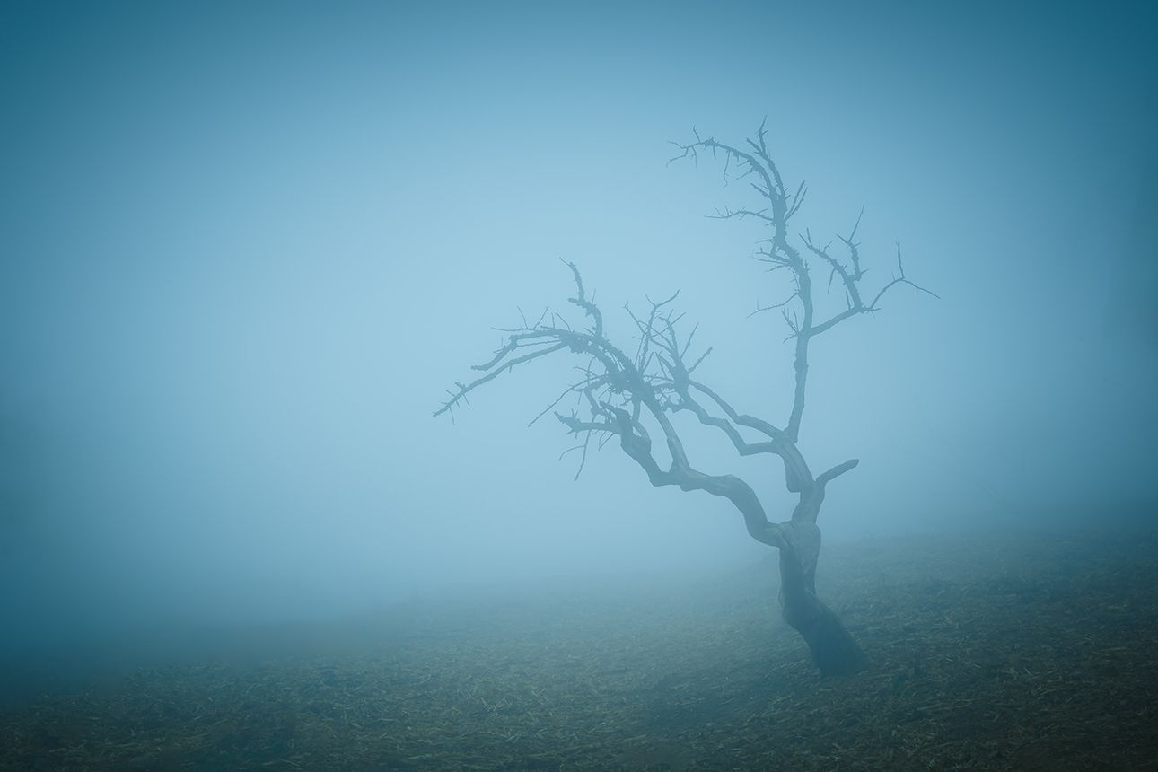 Trees, Bulgaria