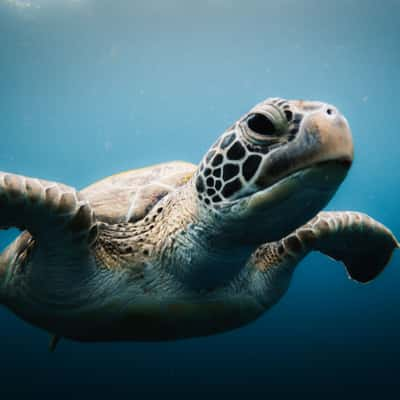 Turle Snorkel, Moalboal, Philippines