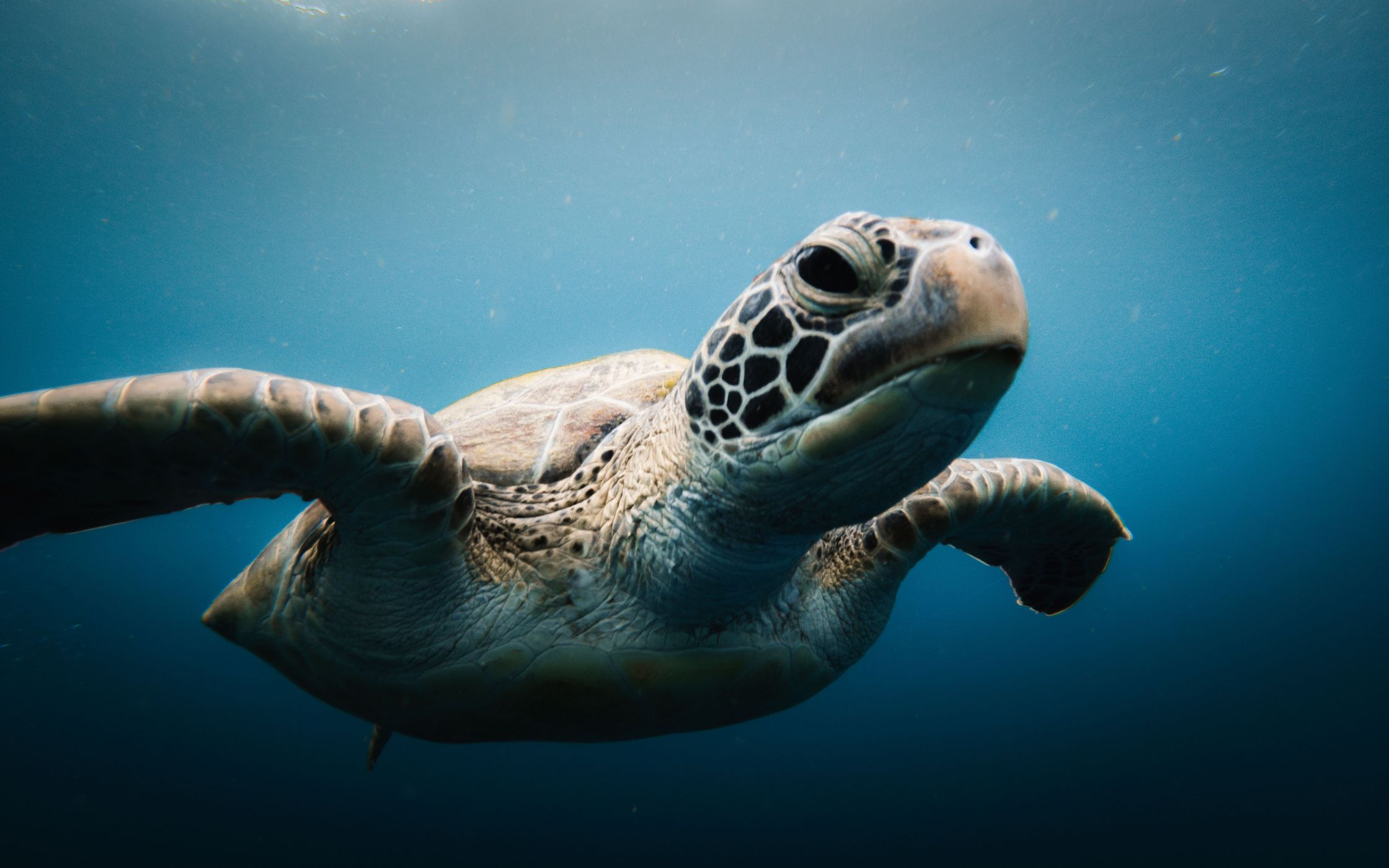 Turle Snorkel, Moalboal, Philippines