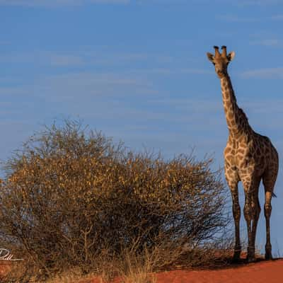 Unterwegs in der Kalahari, Namibia