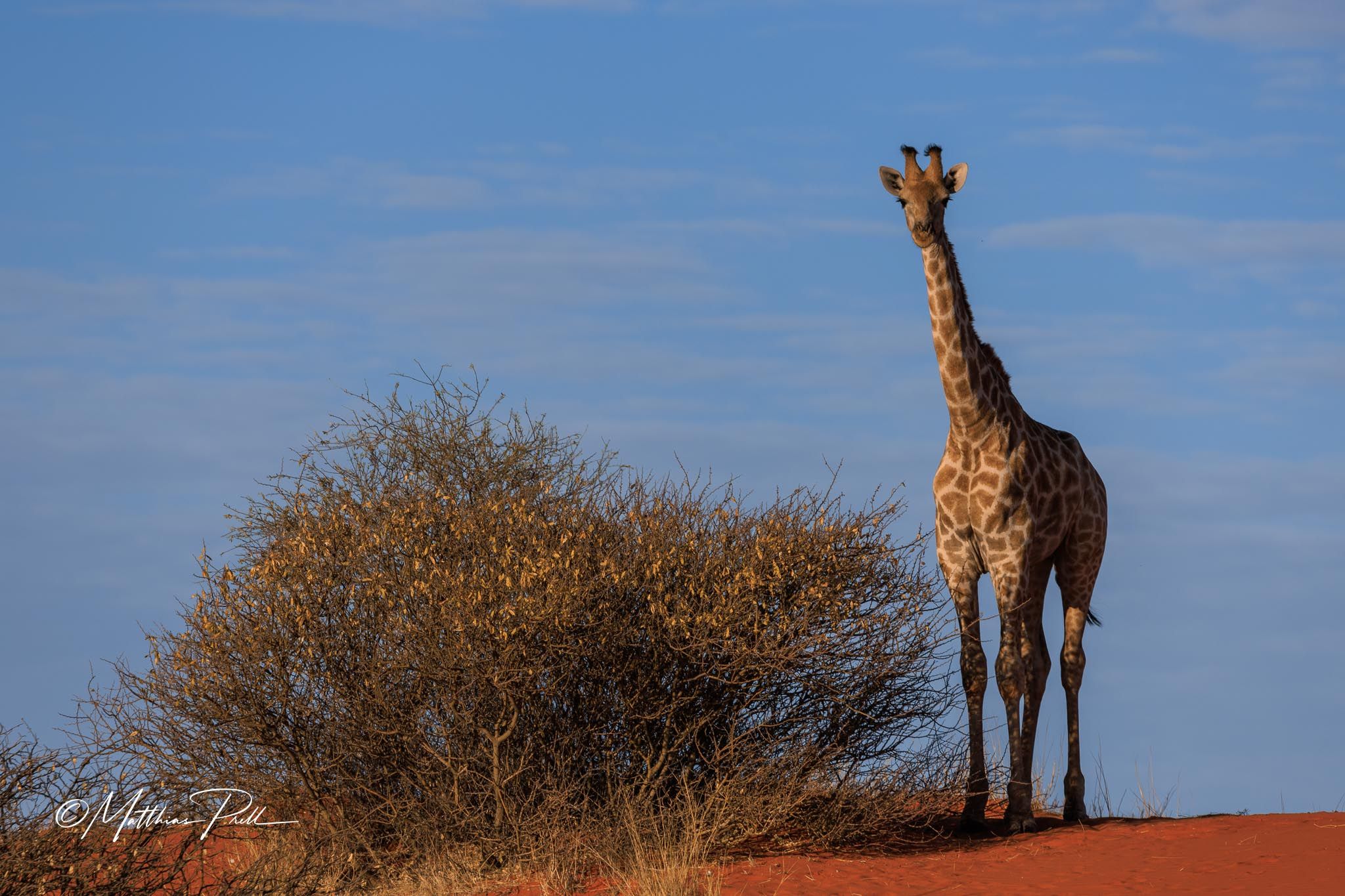 Unterwegs in der Kalahari, Namibia
