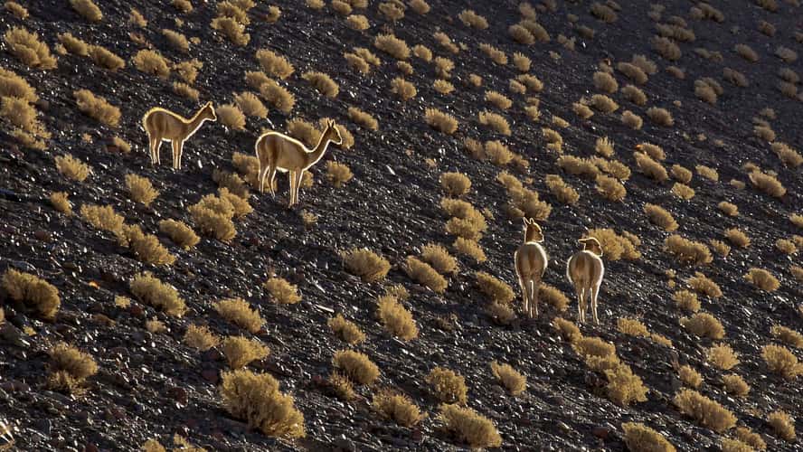 Vicunas in backlight