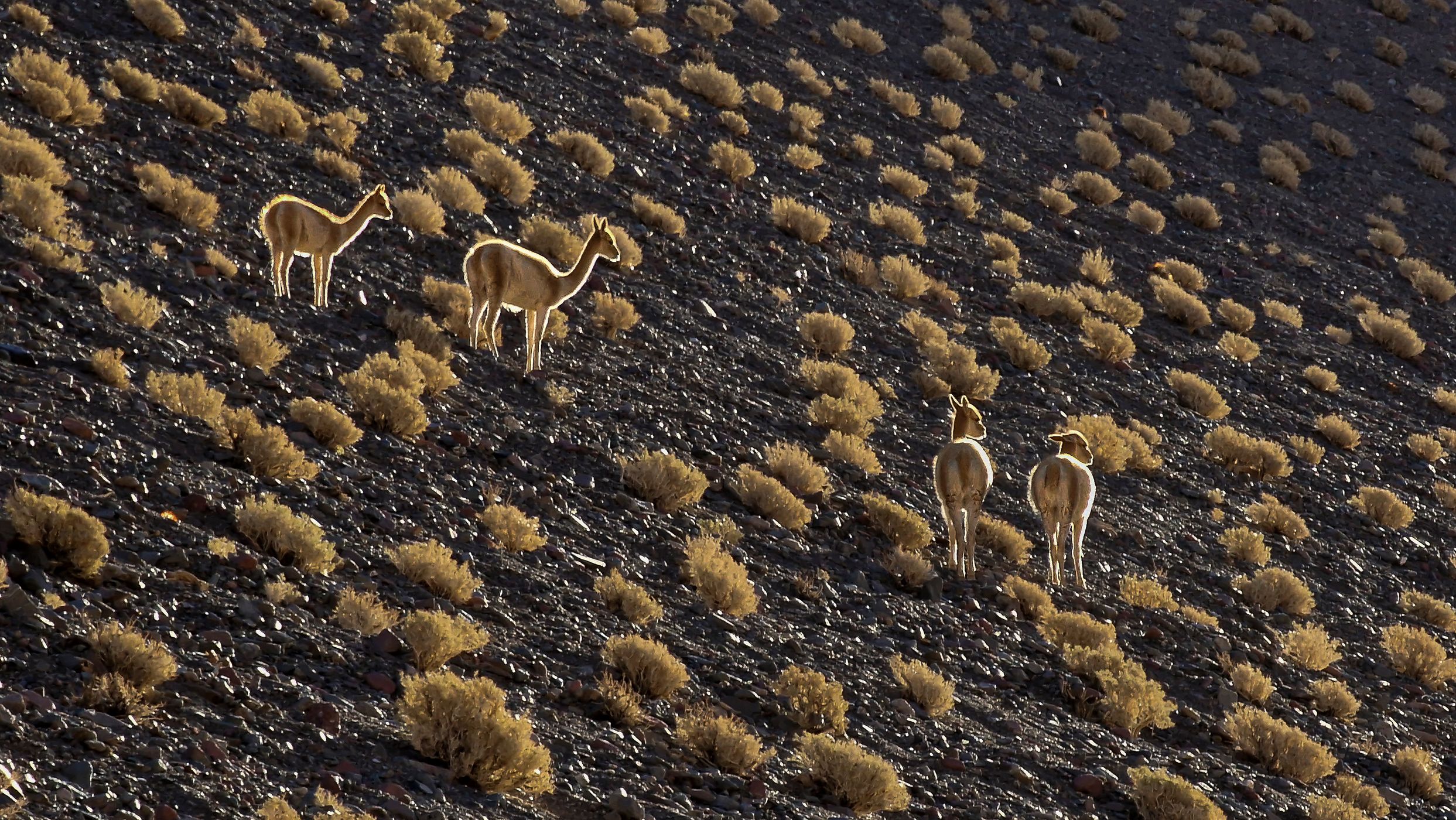 Vicunas in backlight, Argentina