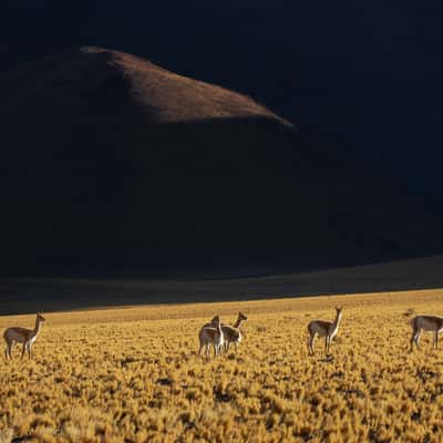 wild life in the puna, Argentina