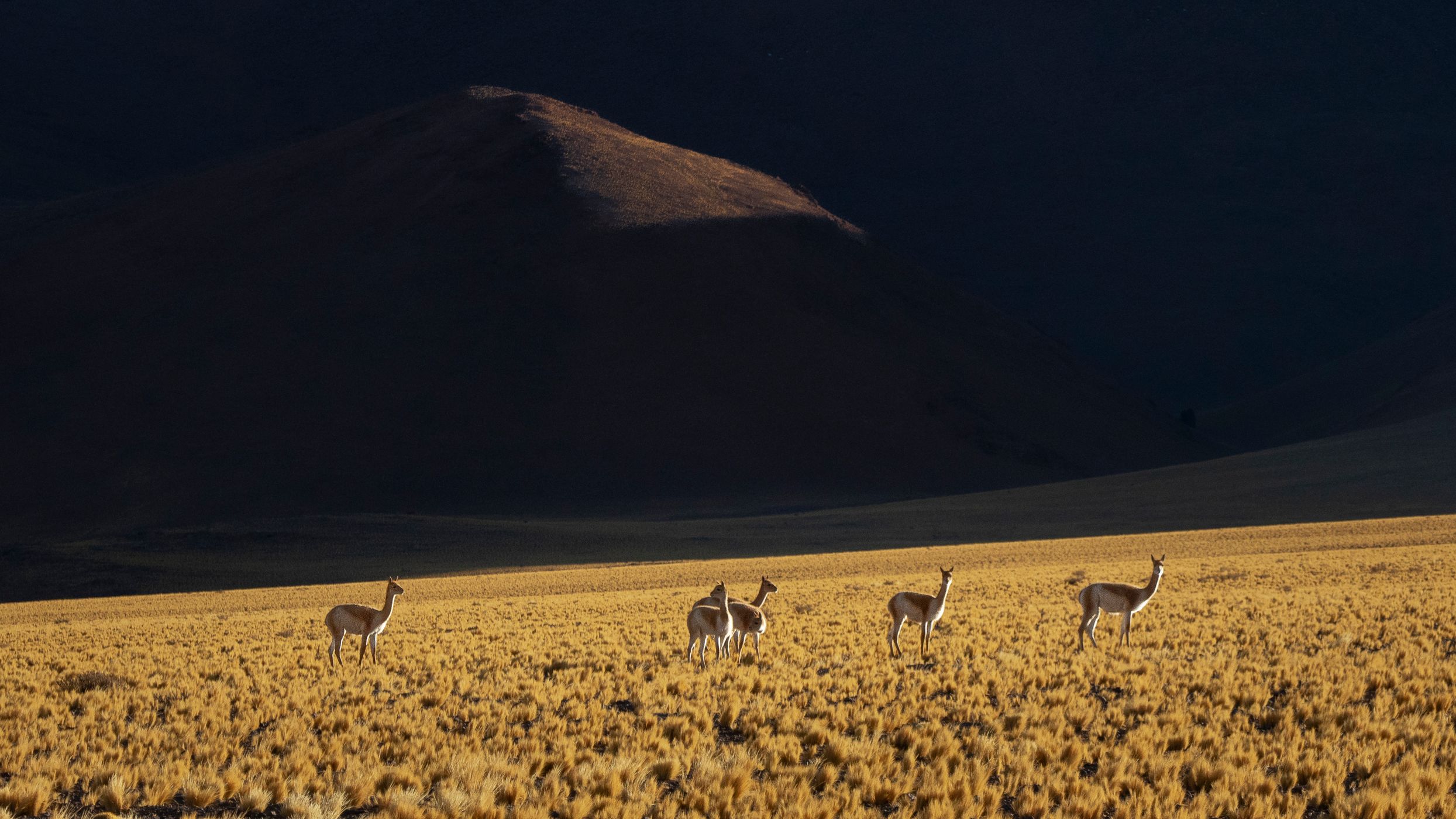 wild life in the puna, Argentina
