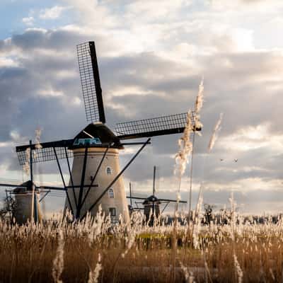 Windmills Wheat, Netherlands